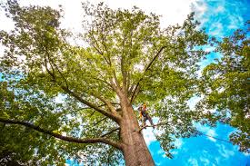 How Our Tree Care Process Works  in  Cobden, IL