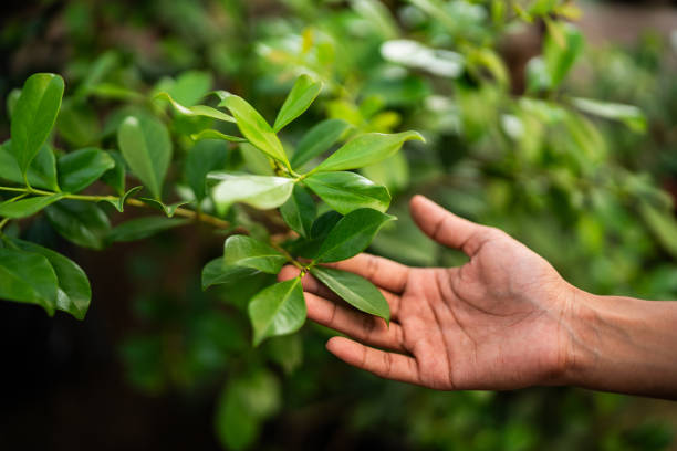 Trusted Cobden, IL Tree Care Services Experts